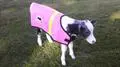 A calf wearing a pink coat in the grass.