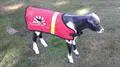 A black and white horse wearing a red jacket.